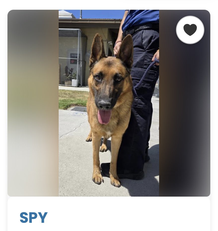 SabaMekaZeus's tweet image. CRITICAL in #California 🐕

SPY is a beautiful 5yr old #BelgianMalinois looking for a HERO to save him from DowneyACC, LA, California 

To ADOPT: 
&amp;gt;Go to DowneyACC
&amp;gt;Ask for ID: #A5770600
&amp;gt;ADOPT SPY 🐕
&amp;gt;Drive off into the sunset 🌅 

If you can FOSTER:
&amp;gt;Reply below listing your