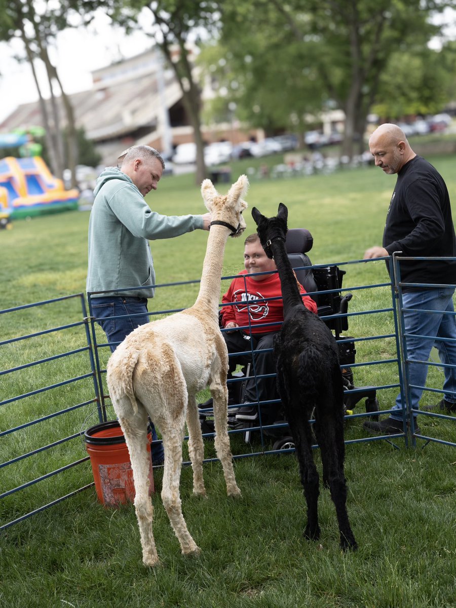 wku's tweet image. The 3rd annual Rage N Relax did not disappoint! @wkuhrl brought the perfect mix of chaos and calm featuring inflatables, a 360 video booth, car smashing, games, food, crafts, and even alpacas 🦙☀️

A well-earned break before finals week! 

#WKU #RageNRelax #FinalsWeek #StudyBreak