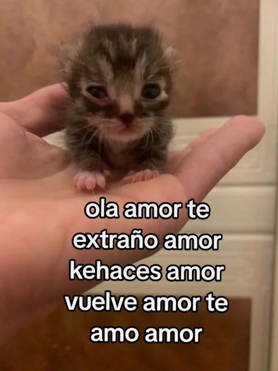 Mundo de Bigotes tweet media