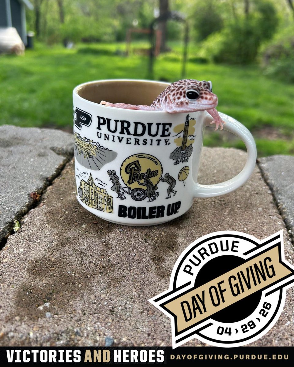 CSAPurdue's tweet photo. The best part of waking up is... a Gecko in your cup? ☕️🦎

Meet Grayson, the #1 Leopard Gecko fan of Purdue! He’s traded the tropical heat for some Boilermaker spirit and a cozy spot in our favorite mug.

Help Grayson win the #PurdueDayOfGiving!

#CSAPurdue #PurduePets https://t.co/hqlKgkG9a1