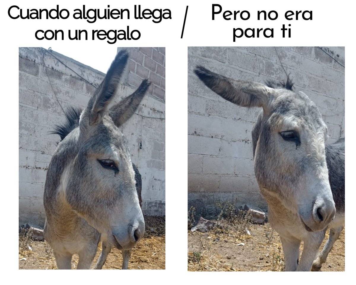 Burrolandia México tweet media