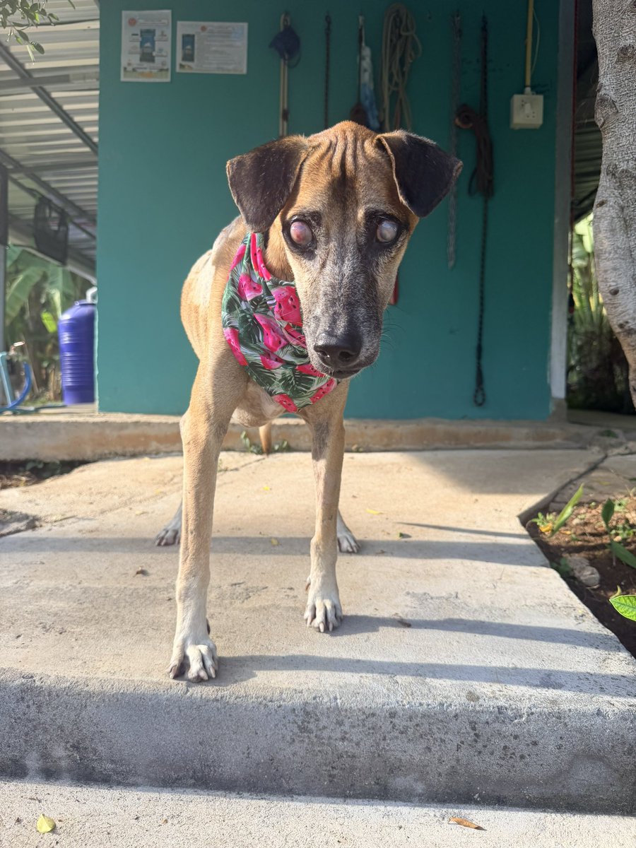 Niall Harbison tweet media