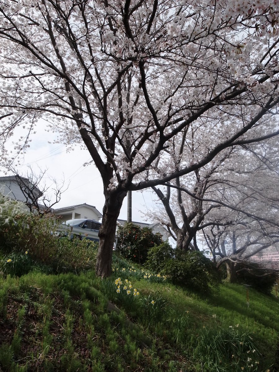 see____ya_'s tweet photo. 🪷☕️ https://t.co/dkmJaCpSIz