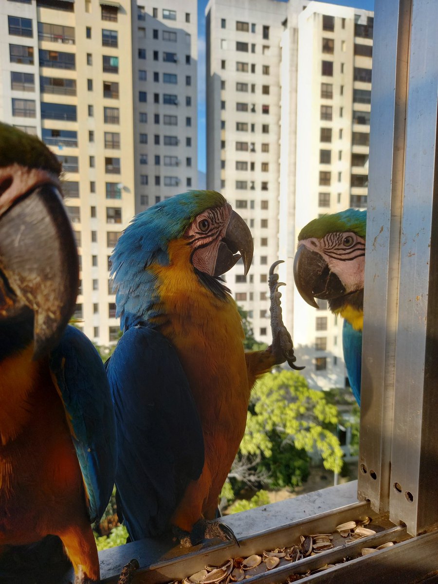 karelisjvc's tweet image. 🪶Pitufo se retira, luego la pareja y quedo con la q creo era bebé😅, con ella se suman
🦜2 Panchitas
🦜Belleza
🦜Pareja
🦜Jackson y su pareja-📸 2
🦜Goofy-📸 3
🦜Plutón y cía.
🦜Repite: pareja (inició el día)-amorosos como ayer

⤵️ 9/10

#macaw #photo #landscape #animalLovers