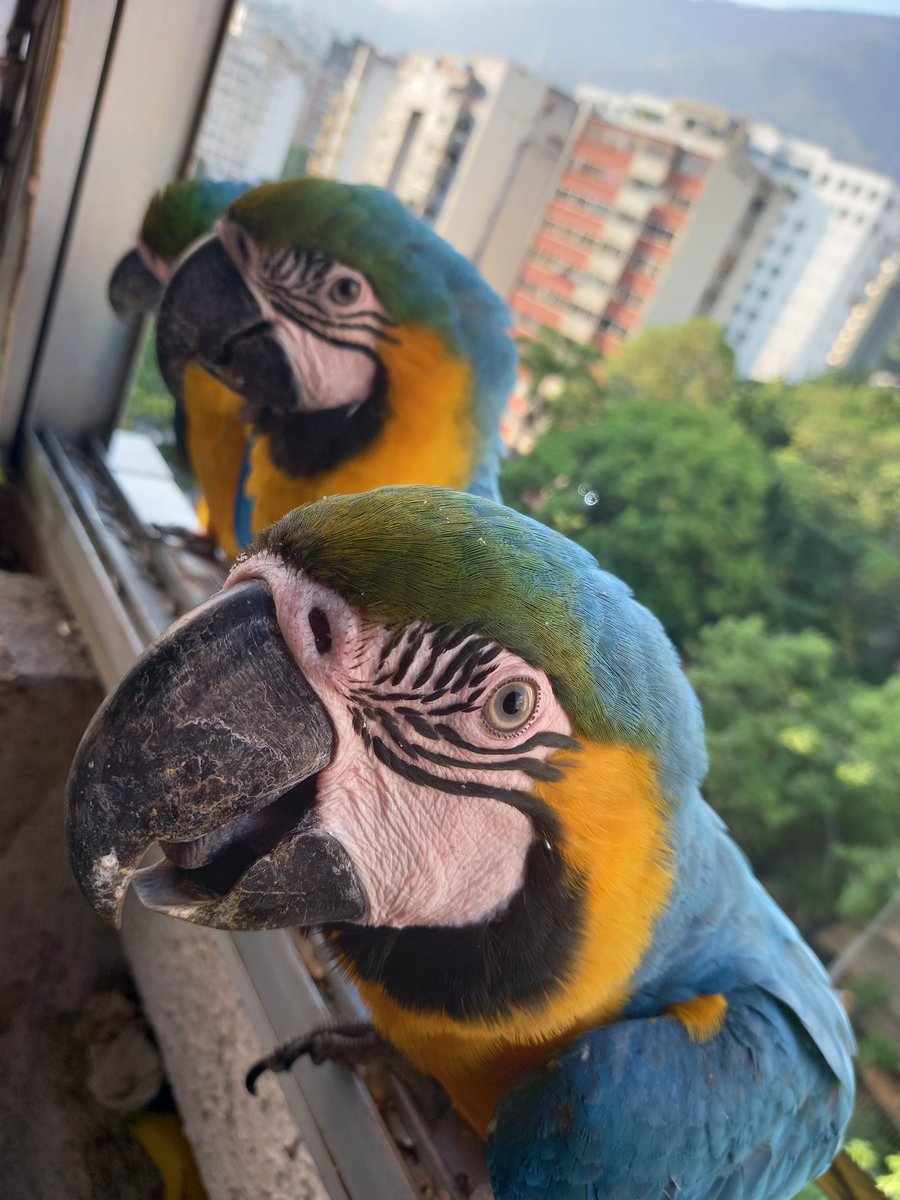 karelisjvc's tweet image. 🪶Pitufo se retira, luego la pareja y quedo con la q creo era bebé😅, con ella se suman
🦜2 Panchitas
🦜Belleza
🦜Pareja
🦜Jackson y su pareja-📸 2
🦜Goofy-📸 3
🦜Plutón y cía.
🦜Repite: pareja (inició el día)-amorosos como ayer

⤵️ 9/10

#macaw #photo #landscape #animalLovers