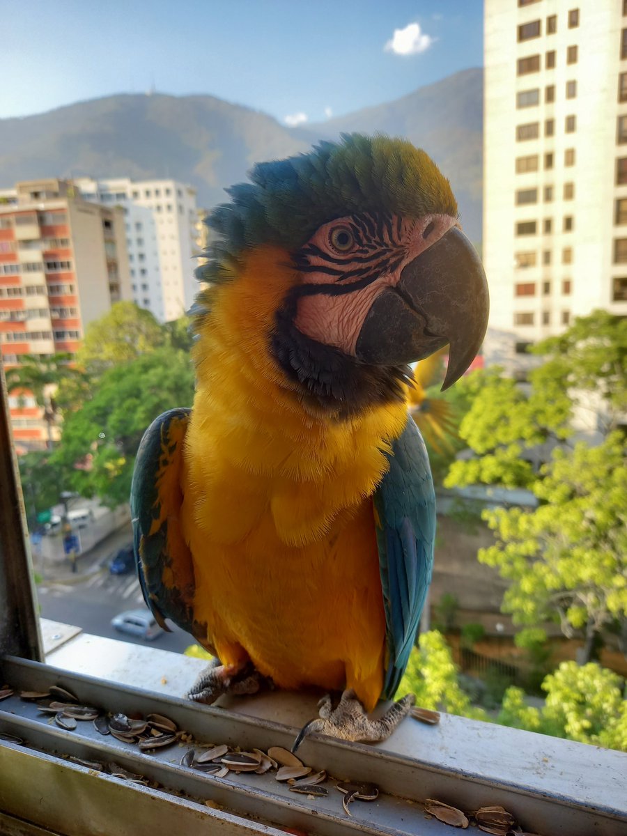 karelisjvc's tweet image. 🪶Pitufo se retira, luego la pareja y quedo con la q creo era bebé😅, con ella se suman
🦜2 Panchitas
🦜Belleza
🦜Pareja
🦜Jackson y su pareja-📸 2
🦜Goofy-📸 3
🦜Plutón y cía.
🦜Repite: pareja (inició el día)-amorosos como ayer

⤵️ 9/10

#macaw #photo #landscape #animalLovers