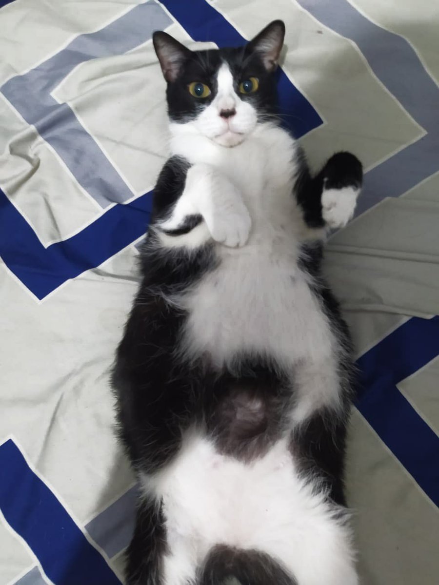 Eray Ryuki ✨【AKA Virtual】 tweet media