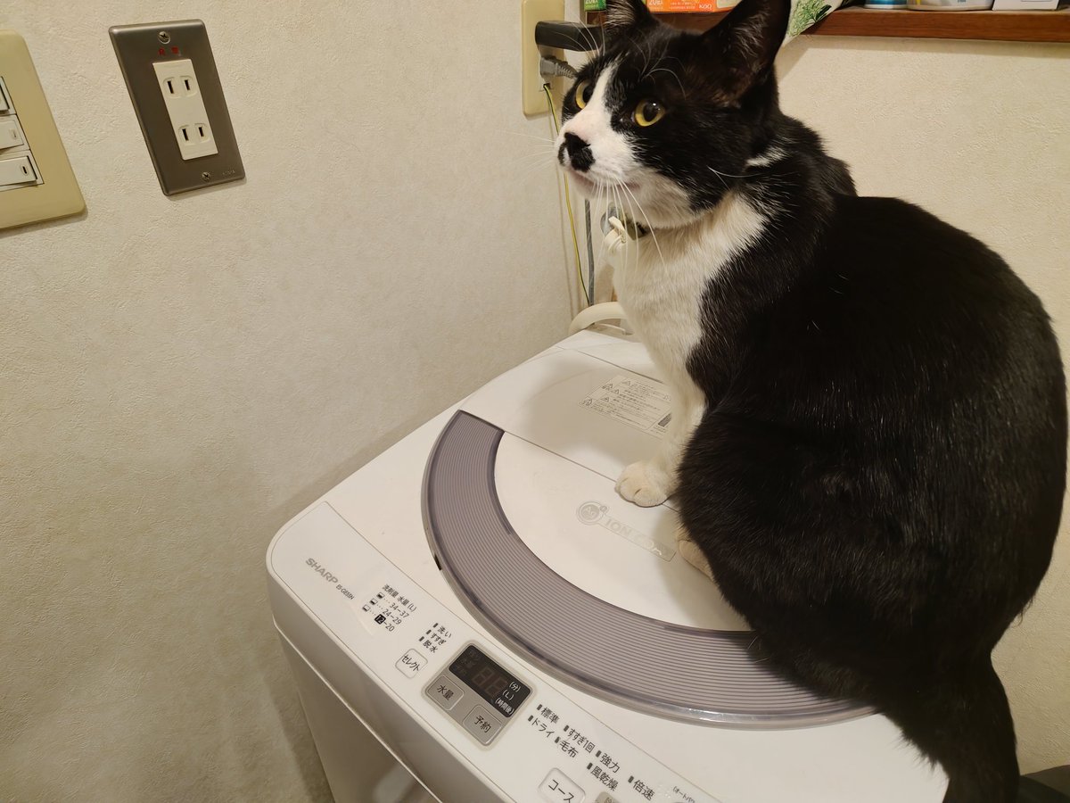 むにえる。 tweet media