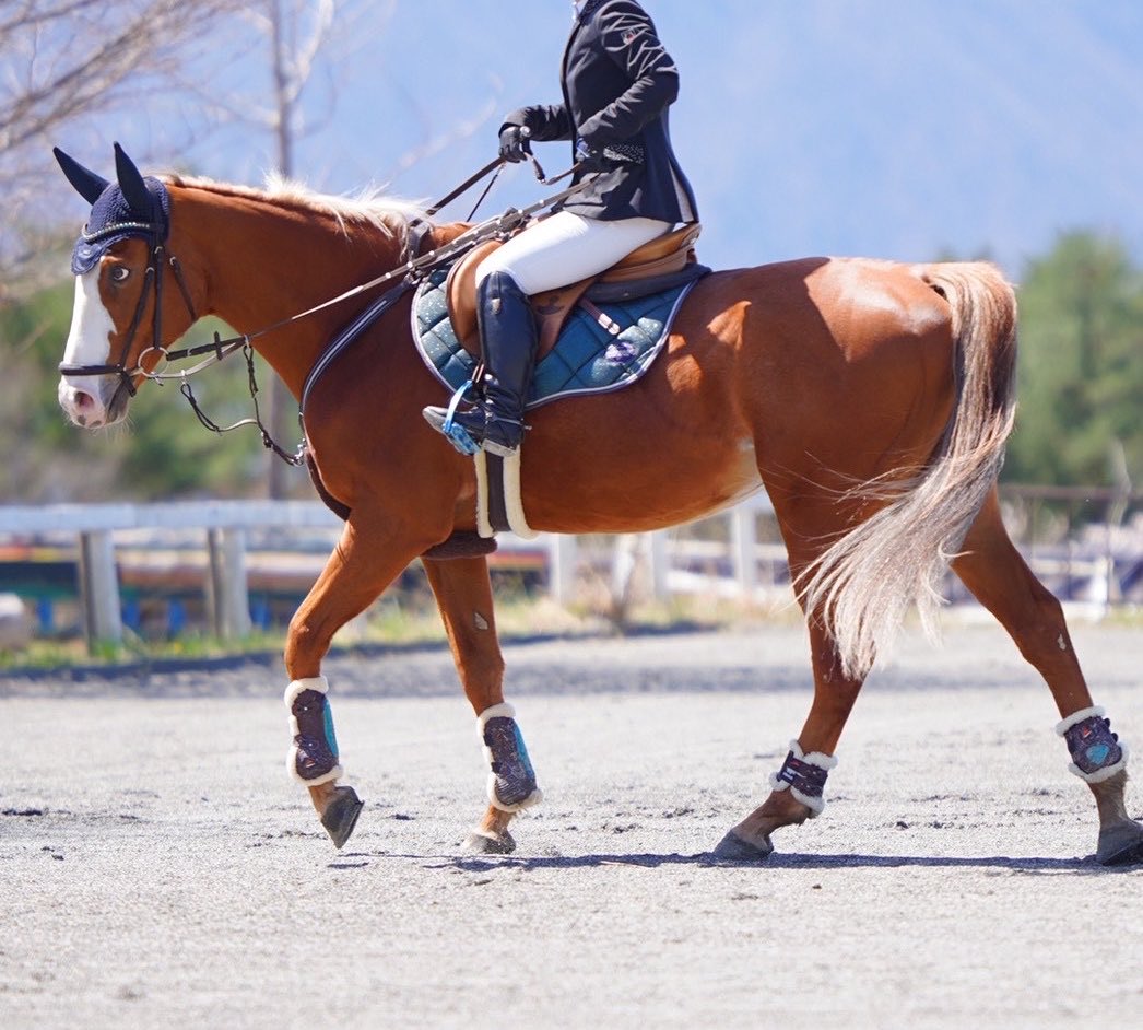 アミット＊🐴Oro Adone(ｵｰﾛｱﾄﾞｰﾈ)🐴＊ tweet media