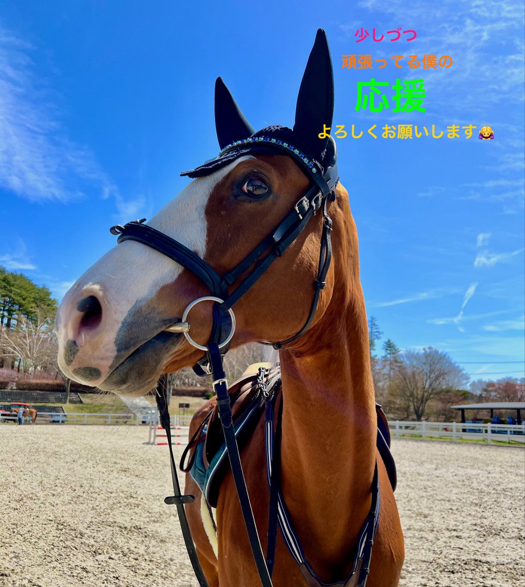 アミット＊🐴Oro Adone(ｵｰﾛｱﾄﾞｰﾈ)🐴＊ tweet media