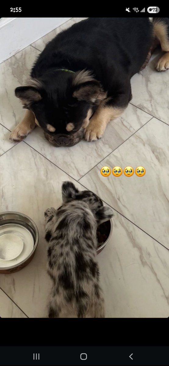 TalkinToMySass's tweet photo. Early birthday present ! Say hello to Lychee. Safe to say Mochi likes his little sister. 🩷 https://t.co/C8ob1ZMKcy