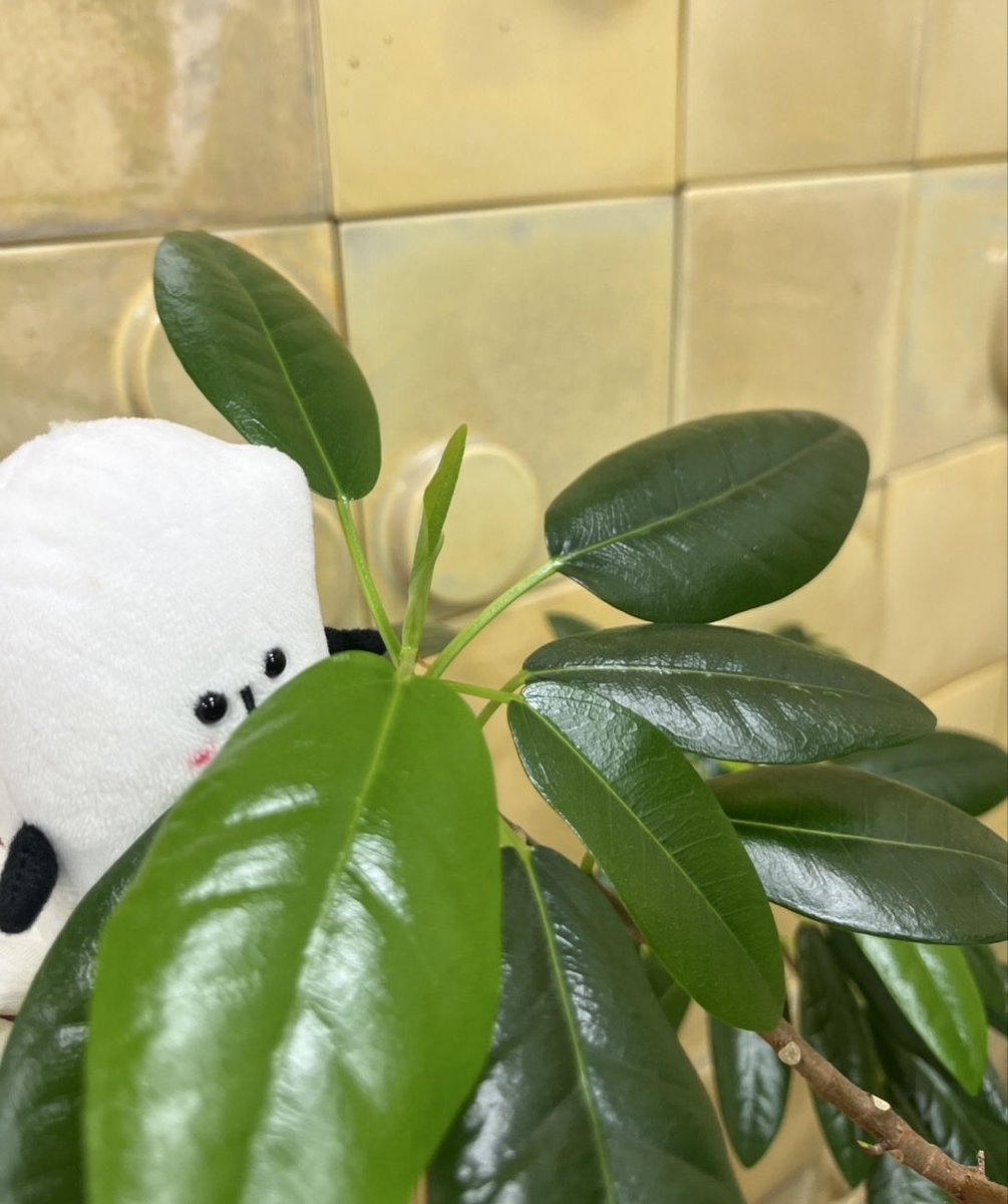 コメ助【公式】☀️🌾 tweet media