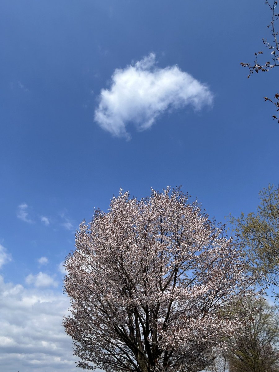 ar494972's tweet photo. 🌸マン開🌸 https://t.co/TSPfkjYOxS