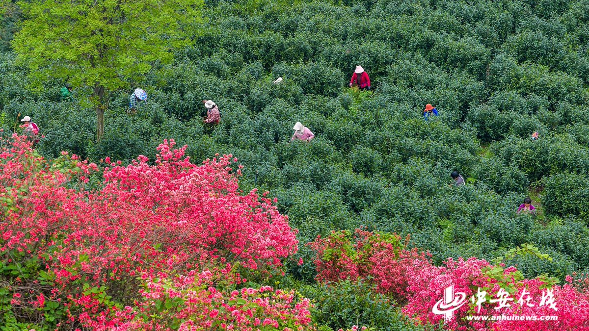 Marvelous Anhui 美好安徽 tweet media