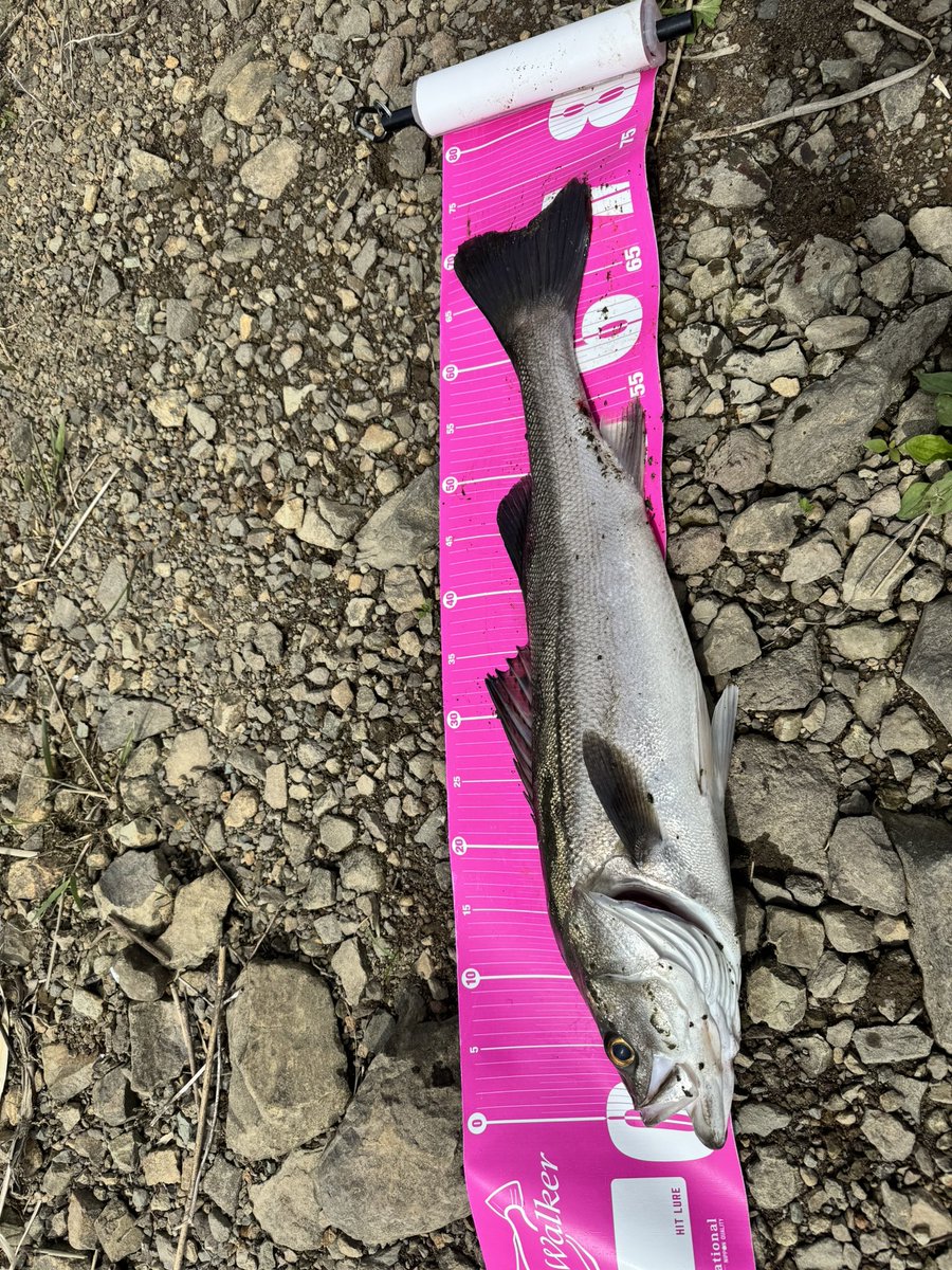 ☆釣り具貧乏(ツリグビン)☆ tweet media