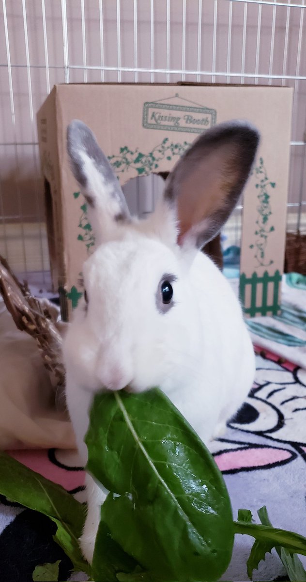 ttas's tweet photo. Winston and all the bunnies are enjoying some dandelion greens for dinner. One of their favorites! https://t.co/ShFpm6jNeU