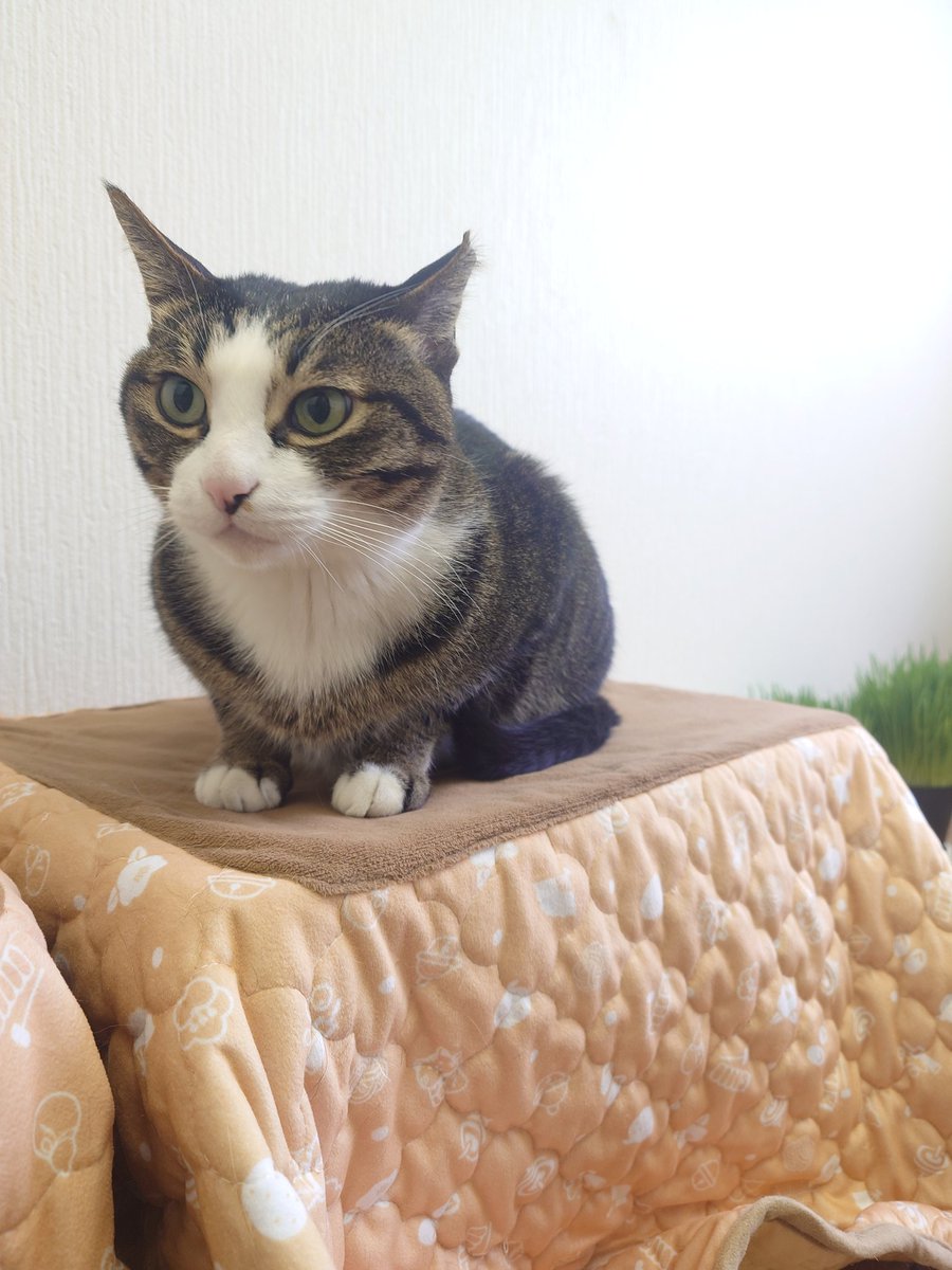 三毛猫♡仲良しひよこ♡コタツ大好き 【公式通販】