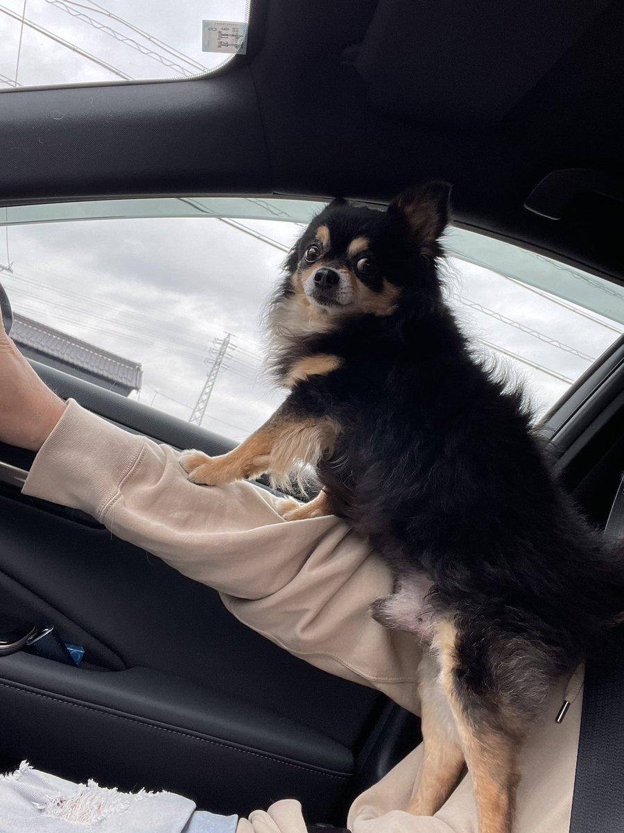 ガルルルルぅぅぅぅ tweet media