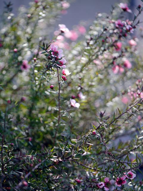 天気悪し。
ヒメウツギとマヌカ
両方とも上手く剪定できてなくて反省。薔薇はマダツボミ状態が続いております🌹