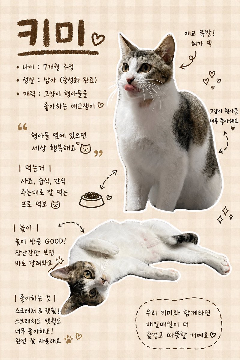 가족찾는 키미🐾 tweet media
