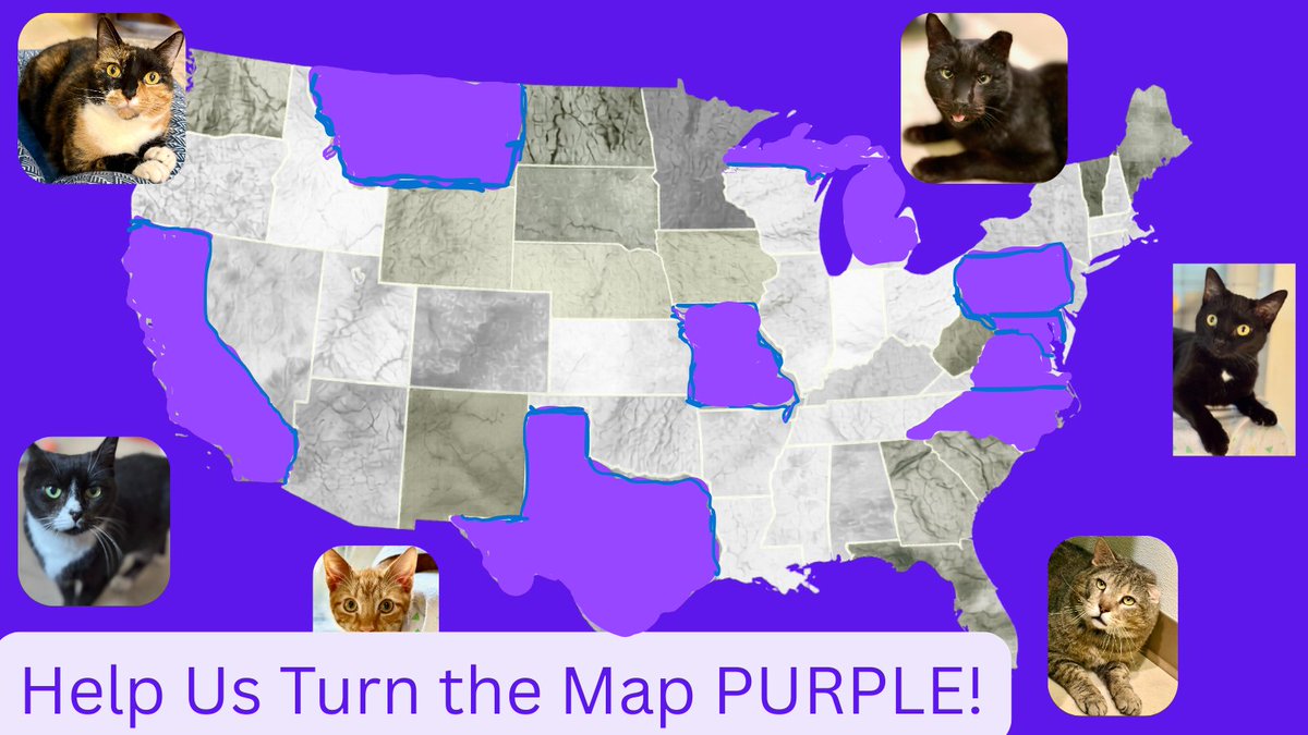 RappCatsAdopt's tweet image. ❤️👏❤️We are doing great so far!😺Thank you! We've added #CALIFORNIA, #MISSOURI, #MONTANA, #MARYLAND, &amp;amp; #TEXAS! Thanks for your support for the #cats &amp;amp; #kittens: 41 states to go! We can do this!
Donate here: mtyc.co/p7hx7f
#kitties #cat #kitten #catlovers #adoptdontshop