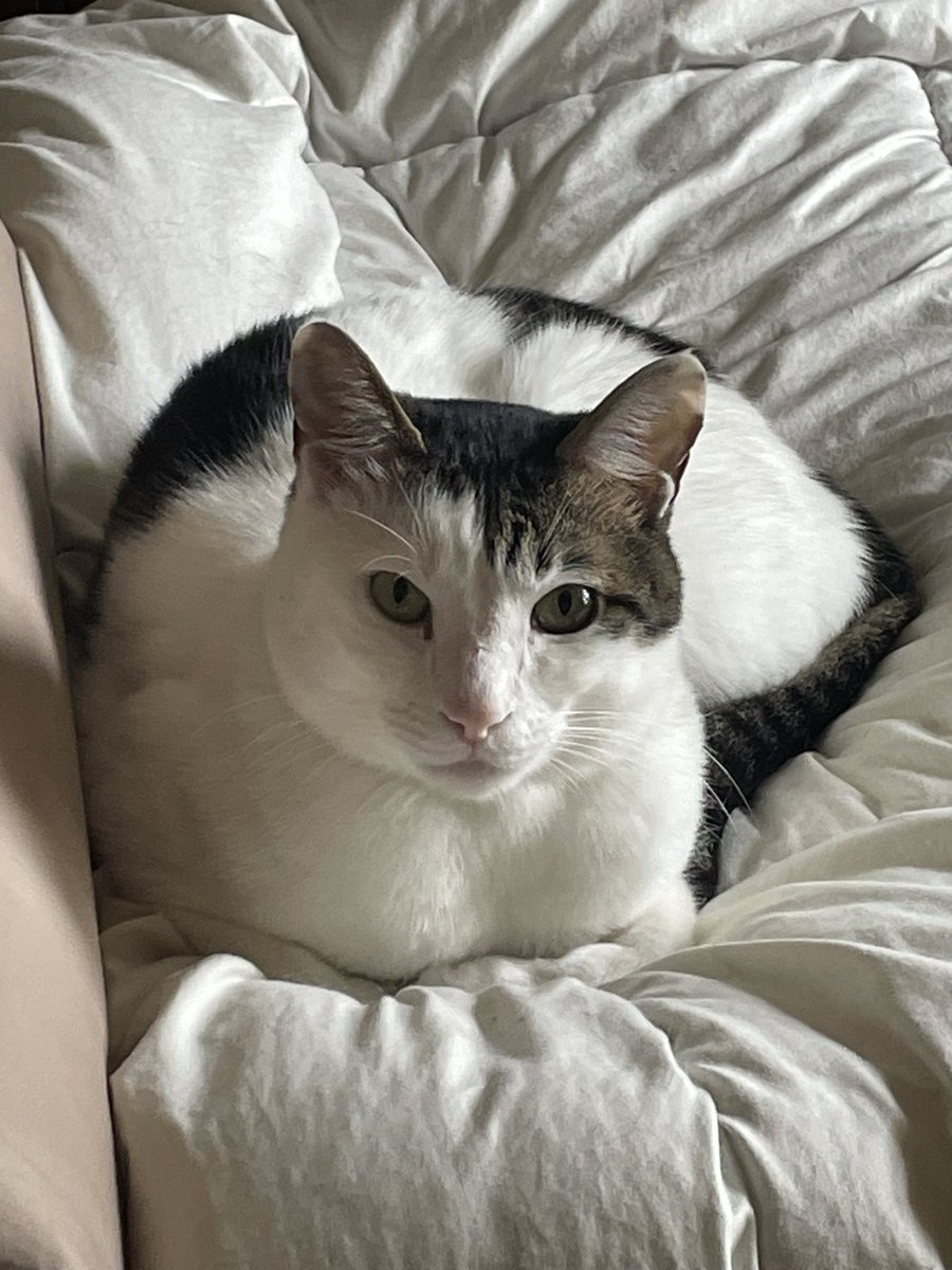 りかぷょん曹候補生🐱弥城と弥侯 tweet media