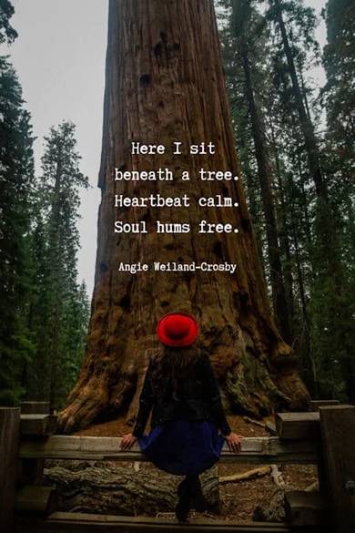 MehraSathu82002's tweet image. Trees give peace to soul of human.
#Trees