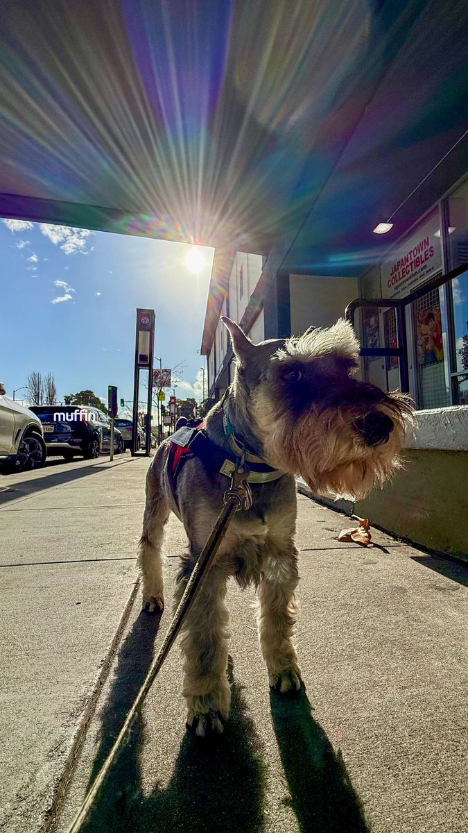 muffinjai's tweet image. While everyone else is rushing through the Peace Plaza, I’m standing here reflecting on the fact that this place is basically a giant, delicious maze designed to test a Schnauzer’s willpower. 🔋

@japancentermalls @sf_japantown 

#JapanCenter #WednesdayWisdom #SFPurpleGate