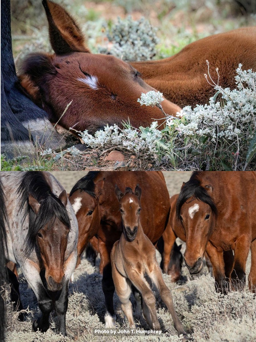 American Wild Horse Conservation tweet media