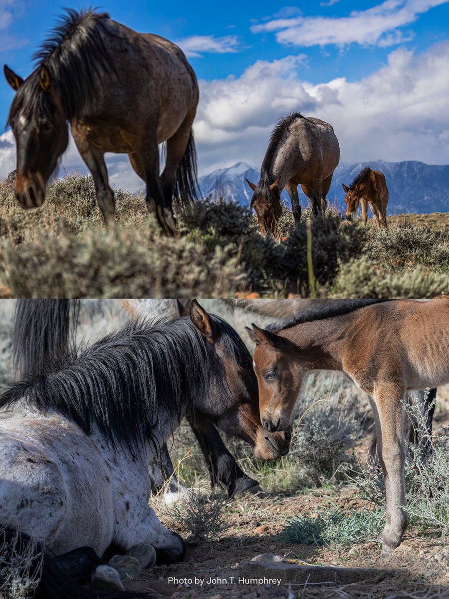 ✨ Little Princess is well-loved and well-protected. These photos were taken at our Fish Springs Land Conservancy in Nevada, where Princess and her family can be seen roaming free across the landscape. May these mustangs remain forever wild! 🌿 
#foal #babyhorse #Princess
