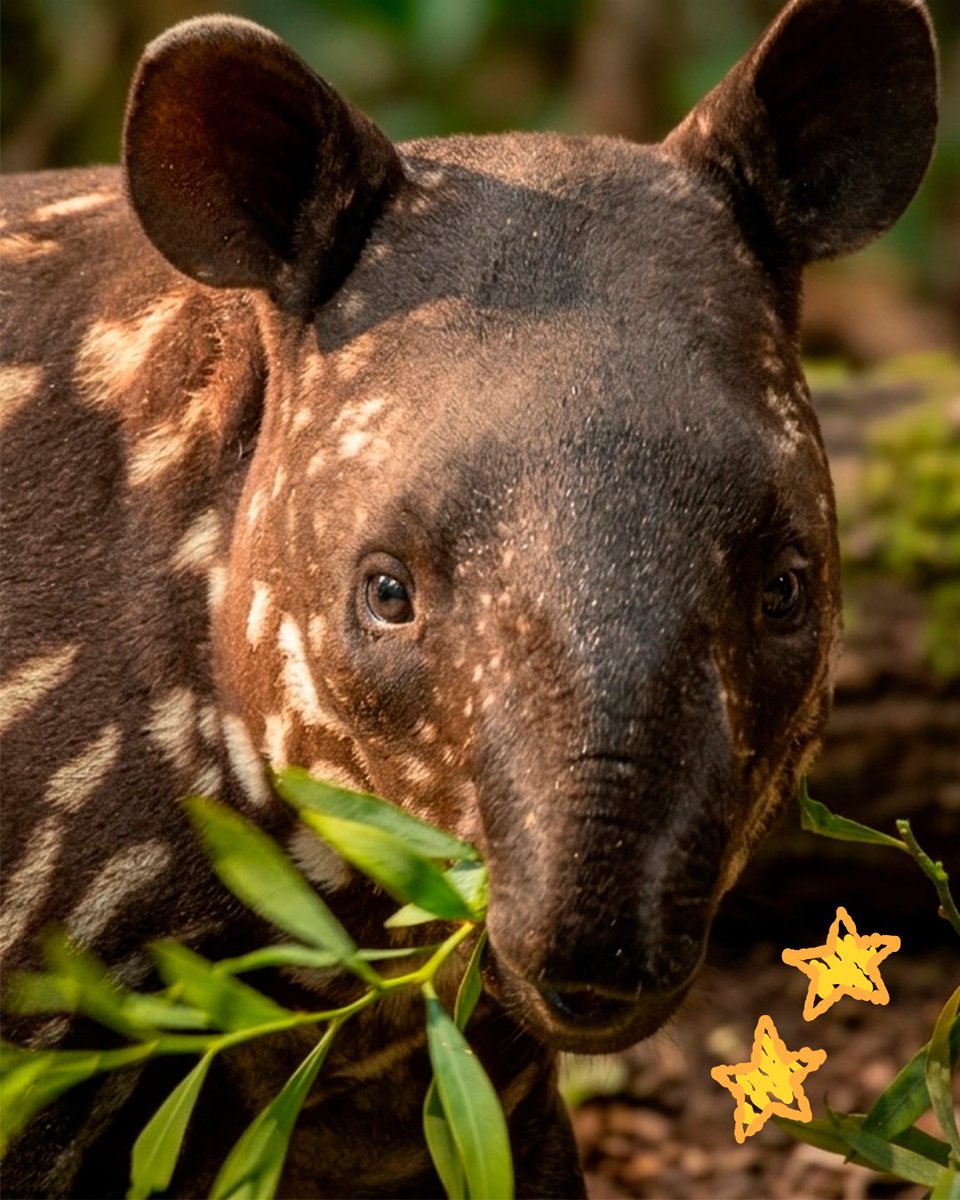 Africam Safari tweet media