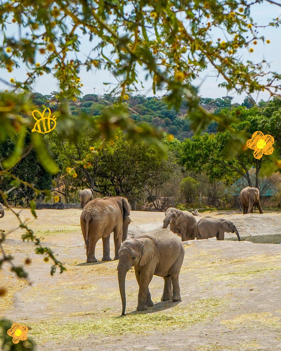 Africam Safari tweet media