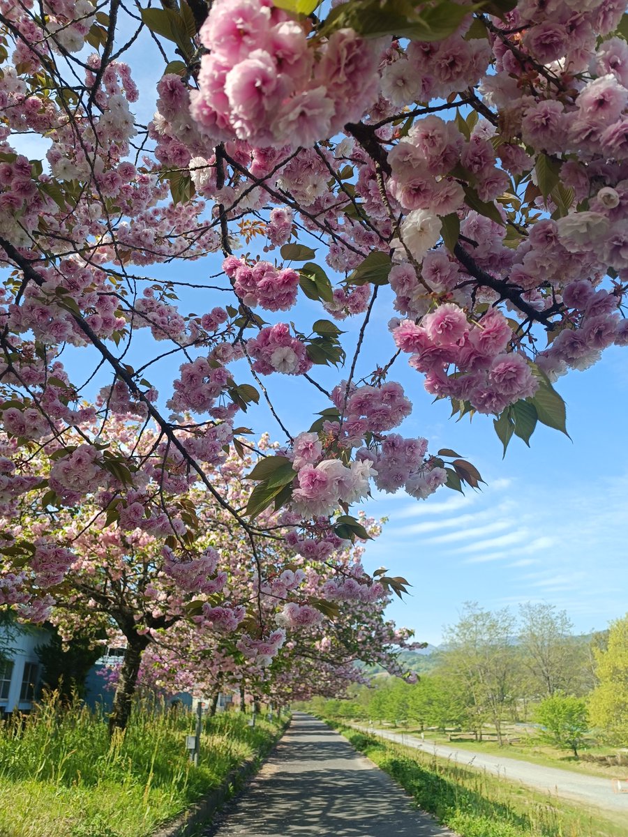 LegistSama's tweet photo. 今年の桜🌸 https://t.co/36LQcGdKBK