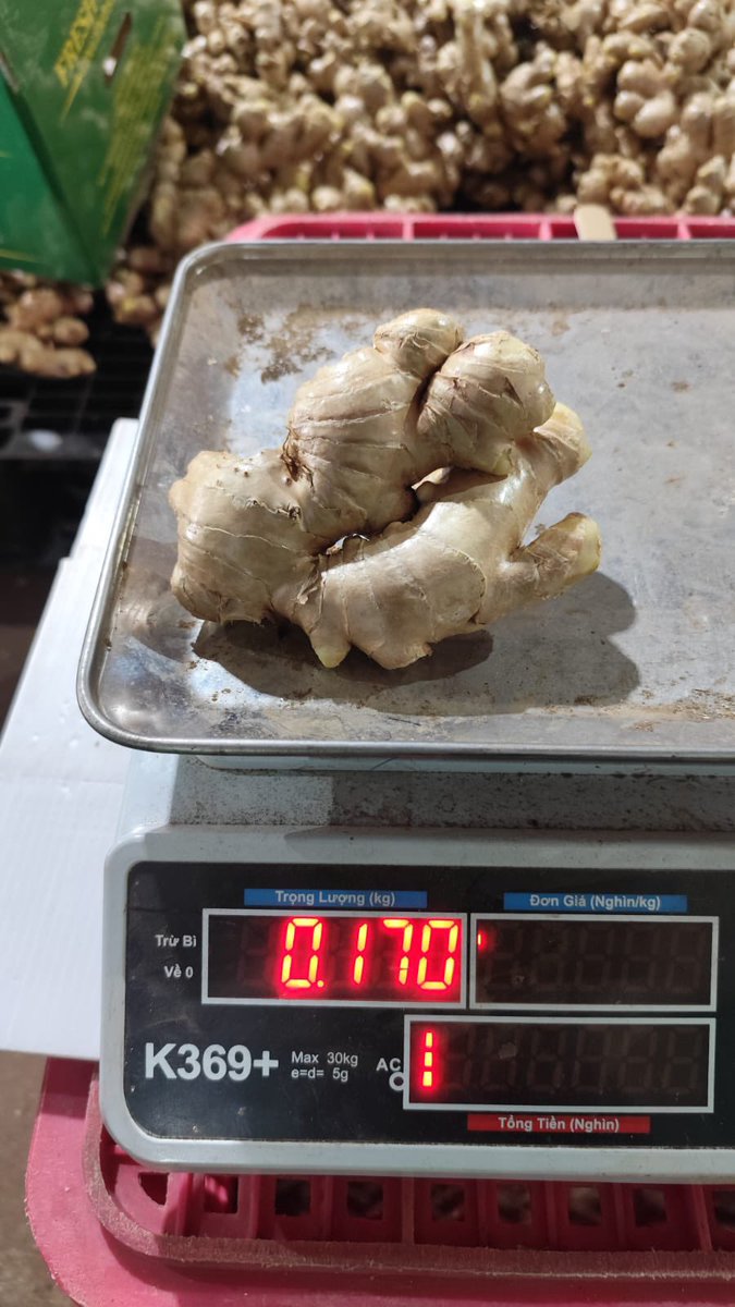 colorfulthuy's tweet photo. Commodity: Fresh Ginger
Origin Vietnam 🇻🇳 
Introduce and offer by GBA Innovative LLC and its partners https://t.co/LR6YjBWQLK
