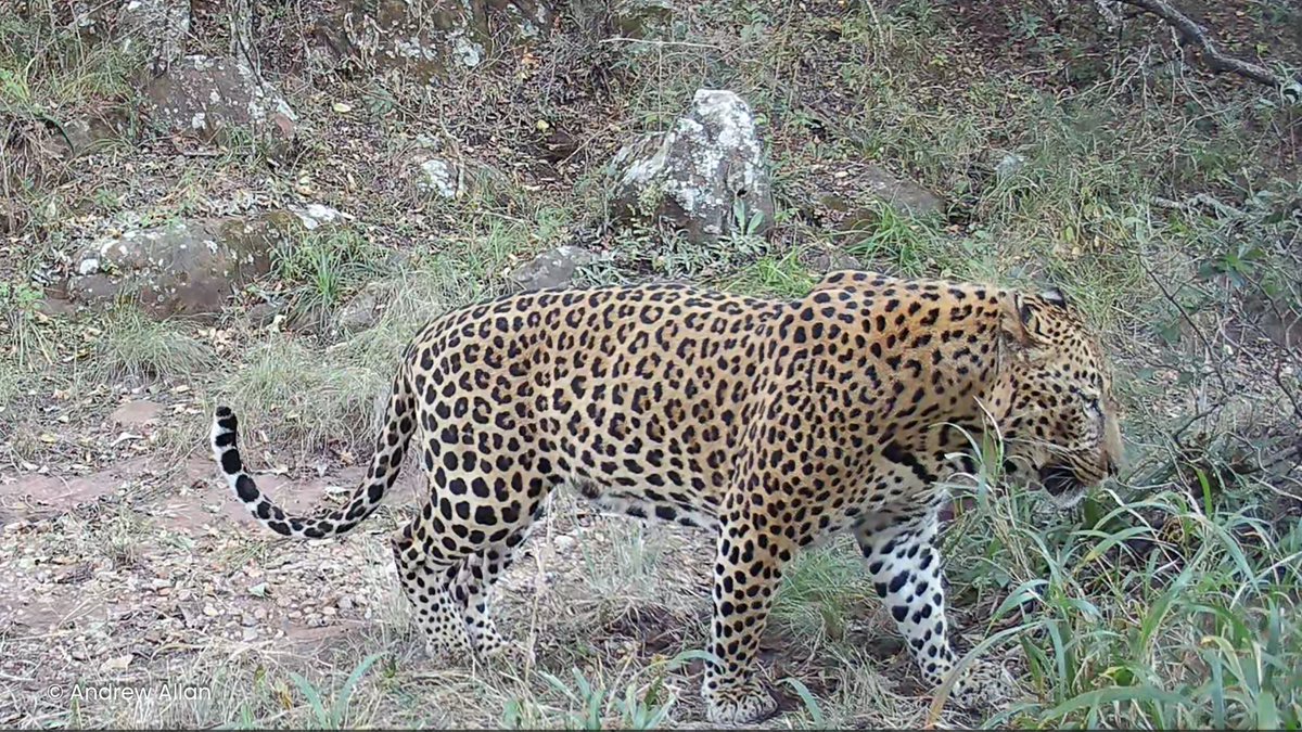 Solaris Trail Cameras tweet media