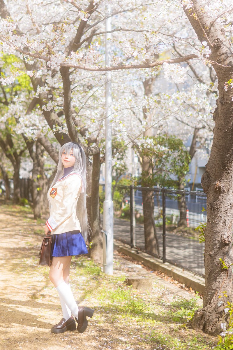cos 坂上智代

…この桜並木を残したいんだ。

photo: <a href="/nakcy_picture10/">なかしー:naKaC</a> 
#舞い散る桜となかよしだんごたち
