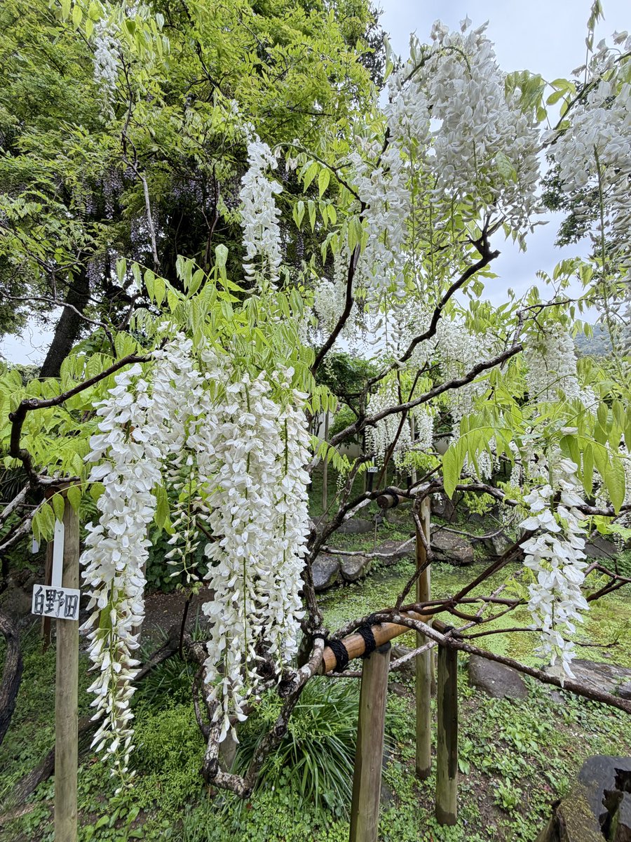 Yappee2000's tweet photo. 春日大社萬葉植物園の藤。遅咲きの品種が見頃ですが、ピークは過ぎた感じでした。しょうぶが咲き始めていました。 https://t.co/hf6GI4G3a3