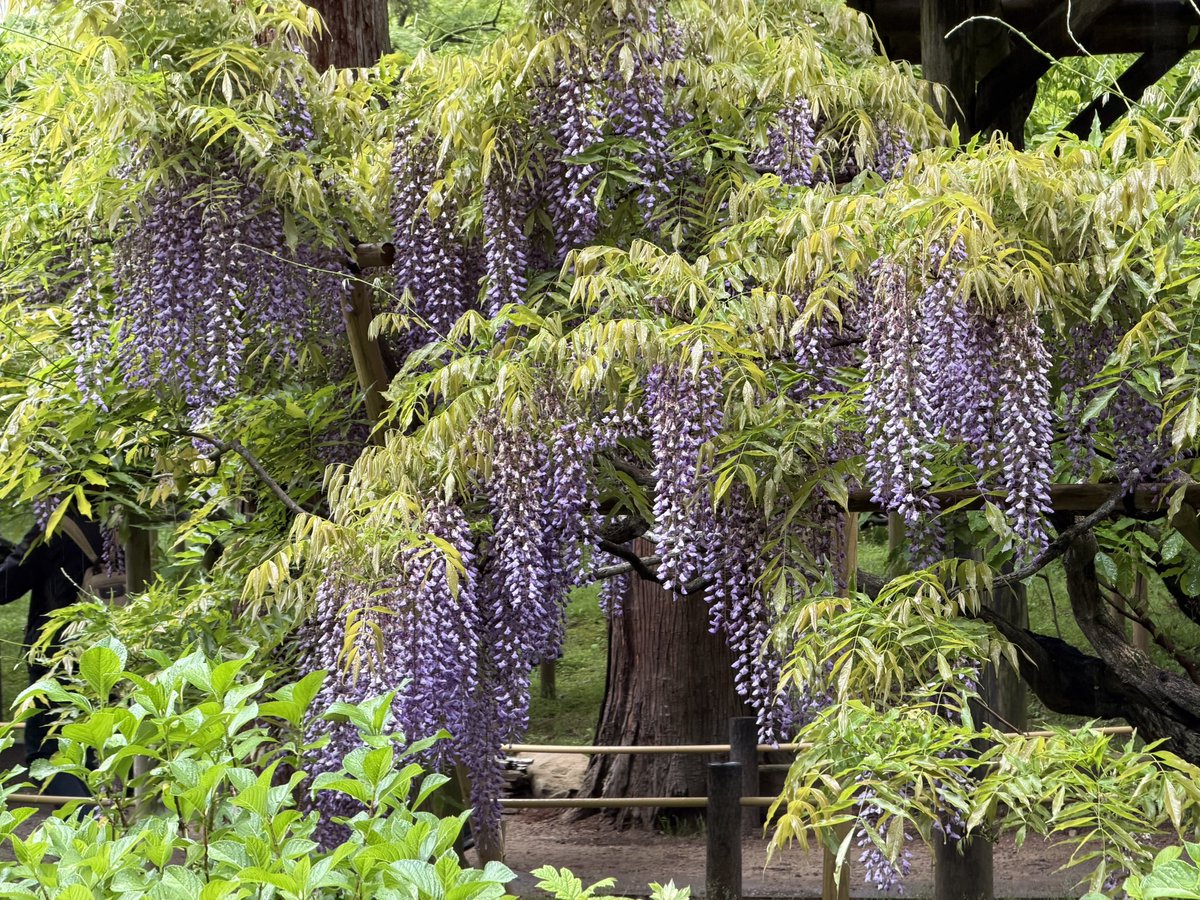Yappee2000's tweet photo. 春日大社萬葉植物園の藤。遅咲きの品種が見頃ですが、ピークは過ぎた感じでした。しょうぶが咲き始めていました。 https://t.co/hf6GI4G3a3