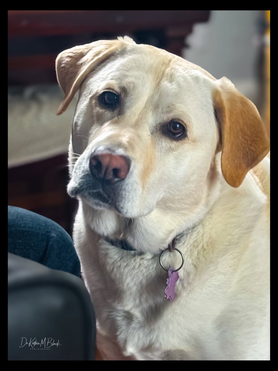 drkathiemblack's tweet image. Swim?
•
I’ll take this look as a yes.
•
#home #beautifulbc #mylife #mylab