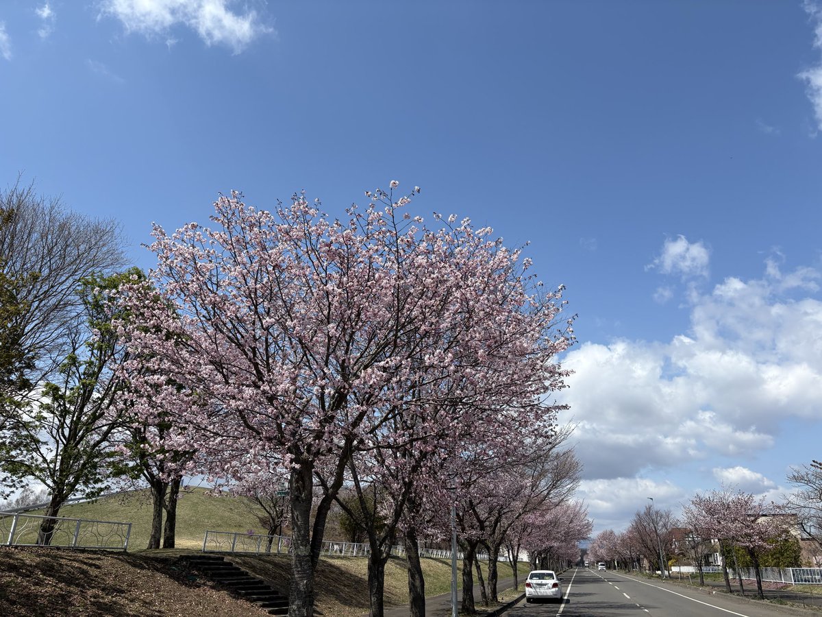 atkysan's tweet photo. 桜だ〜🌸

#北海道は今が見所
#例年より早い
#さくら
#かわい子ちゃんは桜の木の���こう
#雲の上へ https://t.co/TR2NEJqoKq