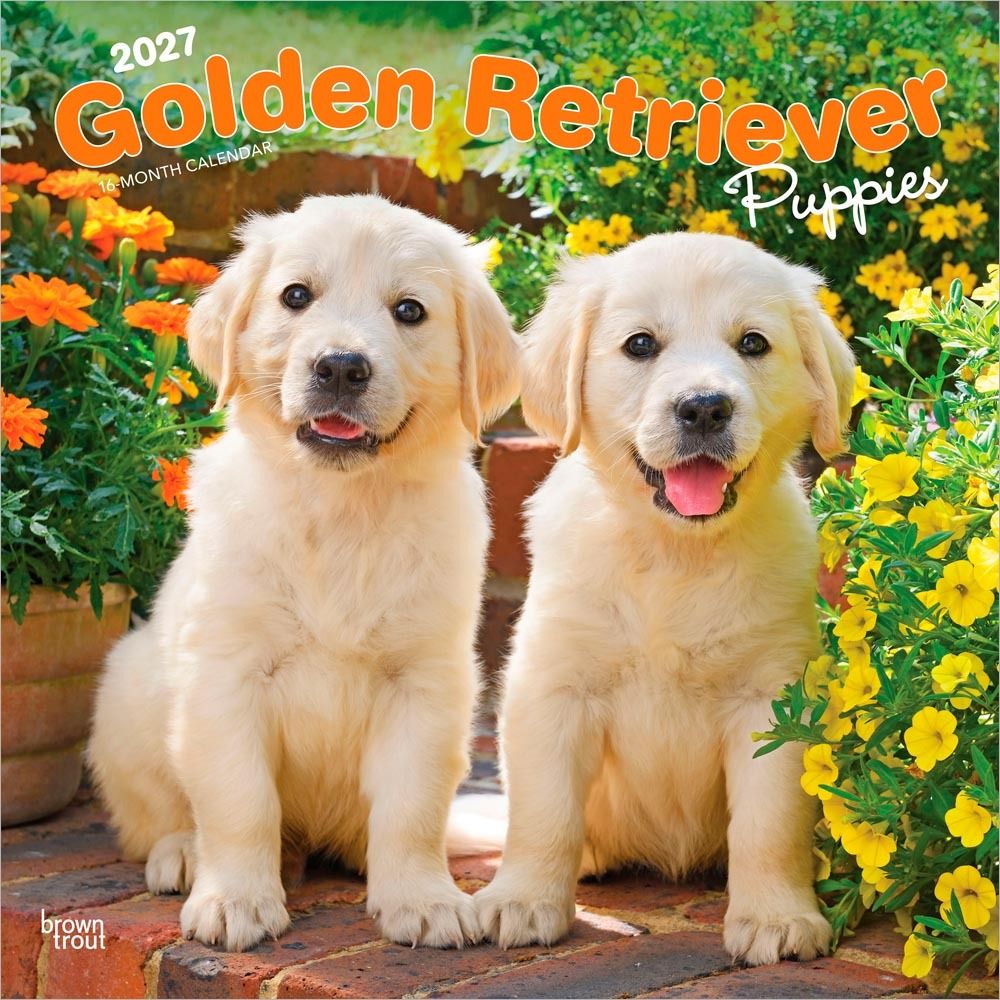 browntroutpub's tweet image. Once you hold a #GoldenRetriever puppy in your arms, you will never want to let it go. These adorable balls of fur will capture your heart and bring you enormous joy. This fabulous #calendar is filled with wonderful photos of Golden Retriever #puppies. buff.ly/chaJ9lm