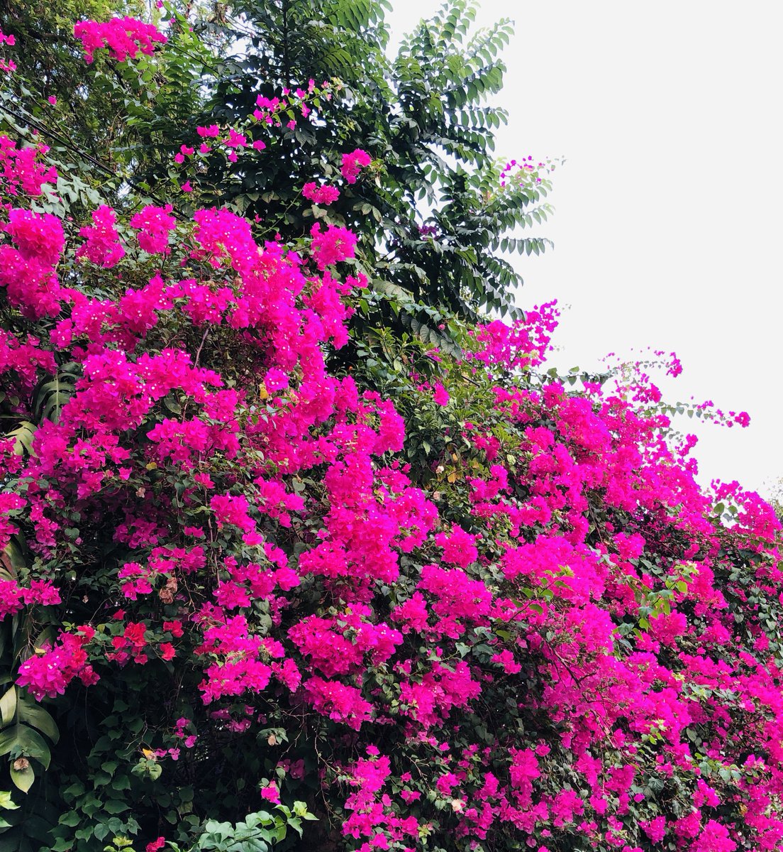 janjira🌈 tweet media