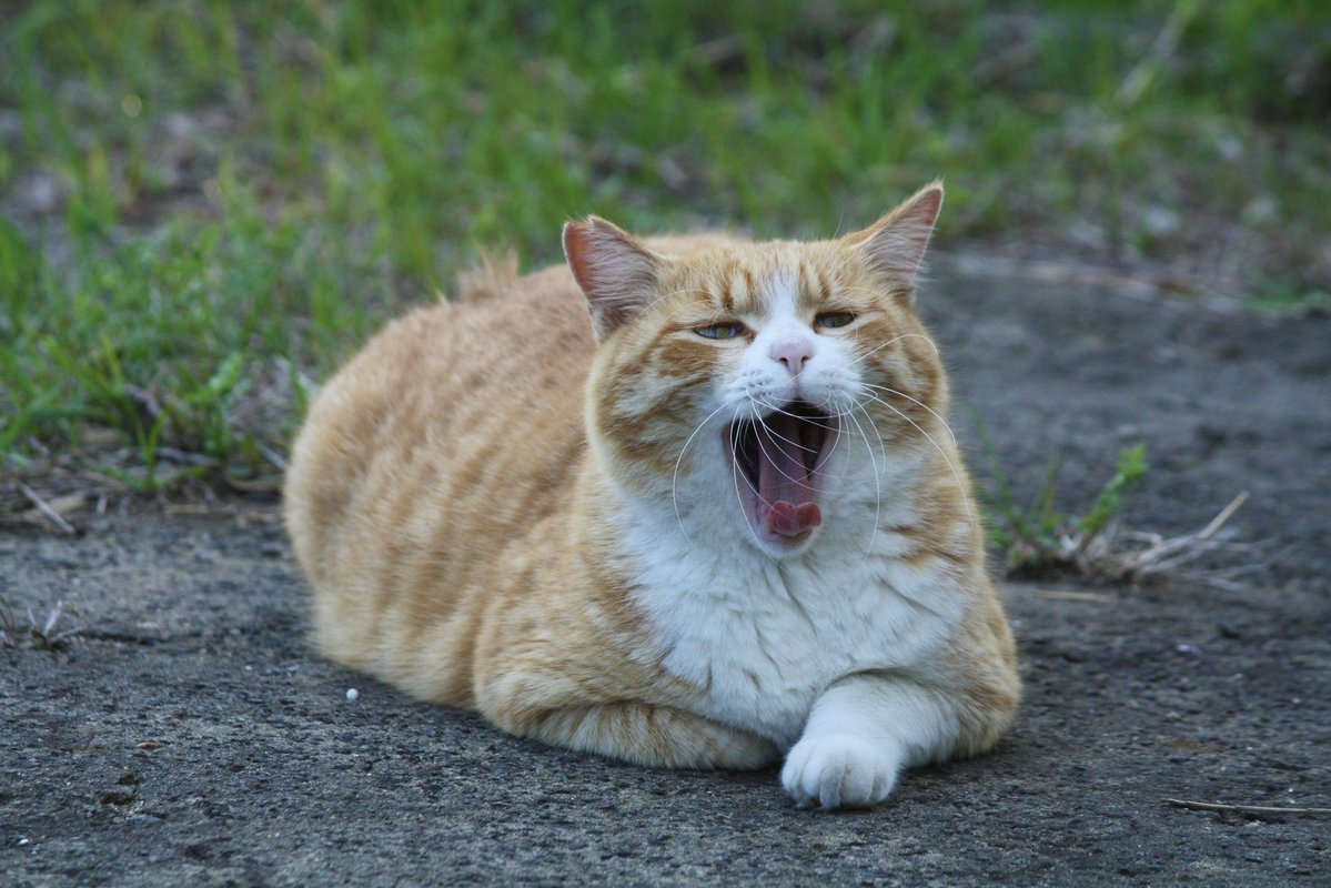 cats driver tweet media