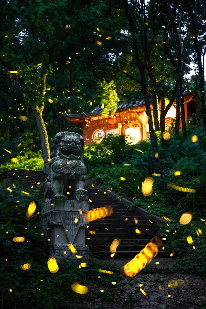 chen319724161's tweet image. 每年6-8月南京兜率寺的“照夜清”萤火虫在夜间闪烁清幽光芒
#Fireflies #Nanjing #SummerNights #NatureLovers