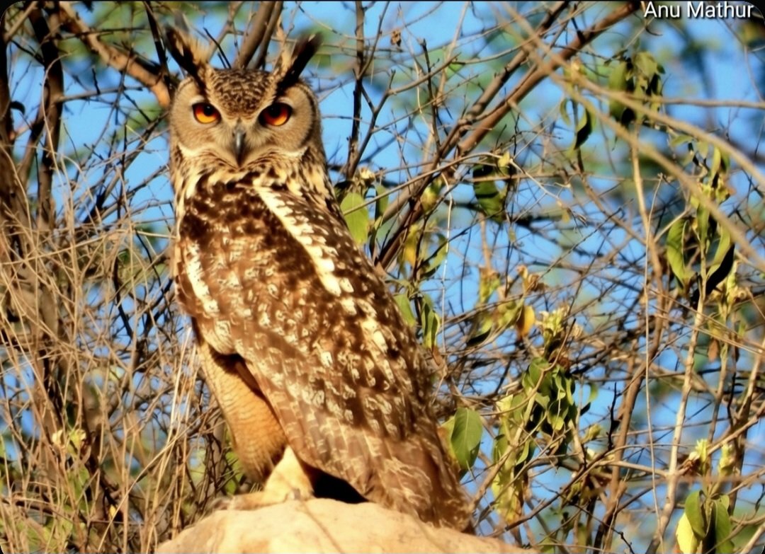 anuradhamathur's tweet image. Rock eagle owl! I Always try to locate him when I visit his territory  #birds #birding #birdphotography #birdsseenin2025 #naturephotography #indiAves
