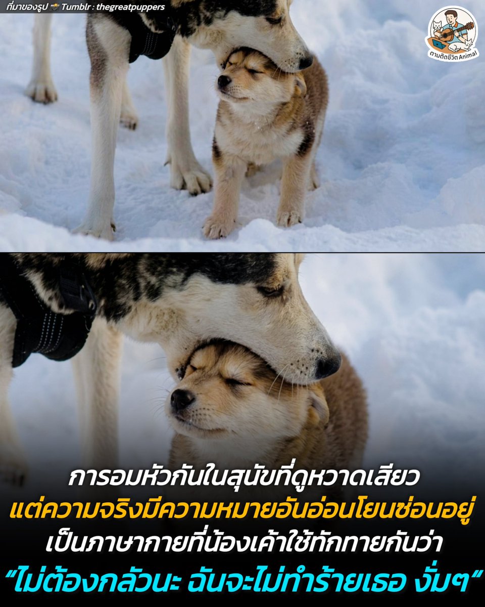 ตามติดชีวิตAnimal tweet media