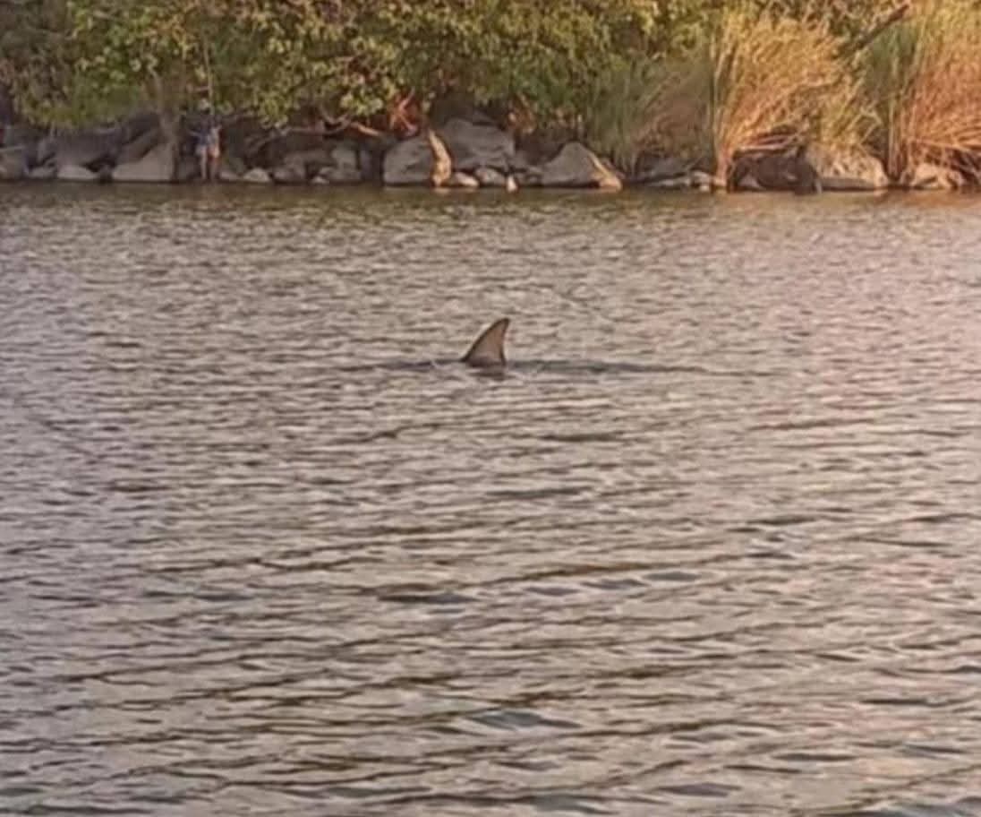 🦈🌊 ¡Increíble hallazgo en el Lago Cocibolca! Un tiburón fue visto en sus aguas dulces, mostrando la magia natural de Nicaragua. 🇳🇮✨
#RelaxNica