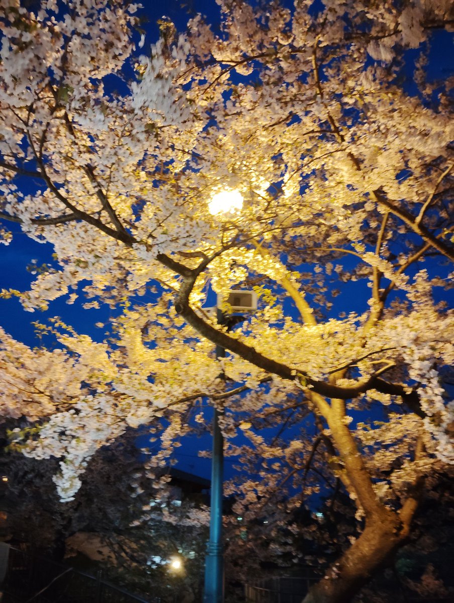 pretty_okaaa's tweet photo. 何日か前の夜桜きれいだったよ

そして
おはようございます

葉桜だけど
函館公園は
こどものくにもあるし
博物館もあるし
ポニーの
サクラちゃんとラブちゃんもいるし
何やかんや
遊べると思います https://t.co/wK8Bh8cpcW