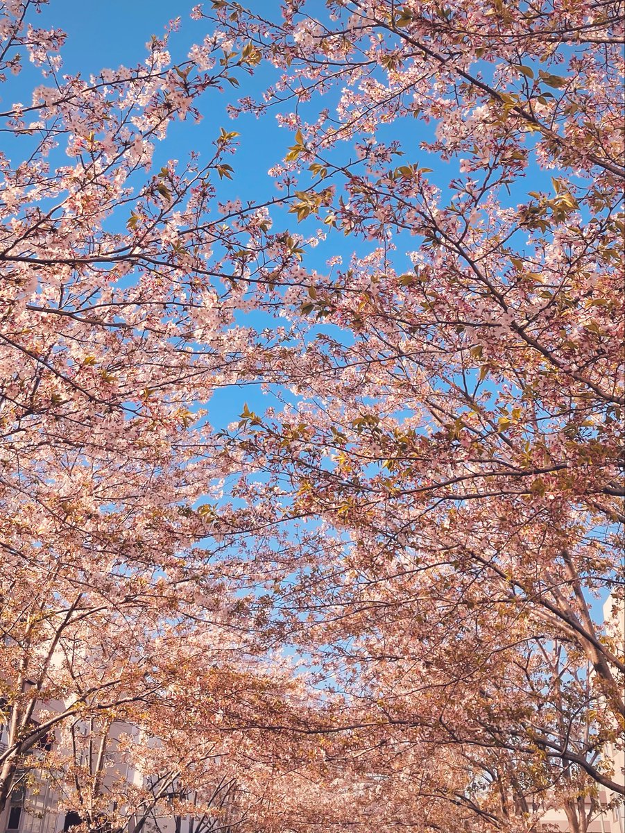 X5M68's tweet photo. おはようございます✨
GWですね^ ^
フジも終わりみたいですね🍃
次は薔薇でしょうか🌹

撮った桜🌸披露する間もなく、5月となってしまいそうなので、せっかくなので、写真置いていきますね☺️

段葛
新宿御苑
🌸🌸
まだまだあるのですが、上手くあげられず💧

皆々様に感謝🌈 https://t.co/X2pHv6MZRI