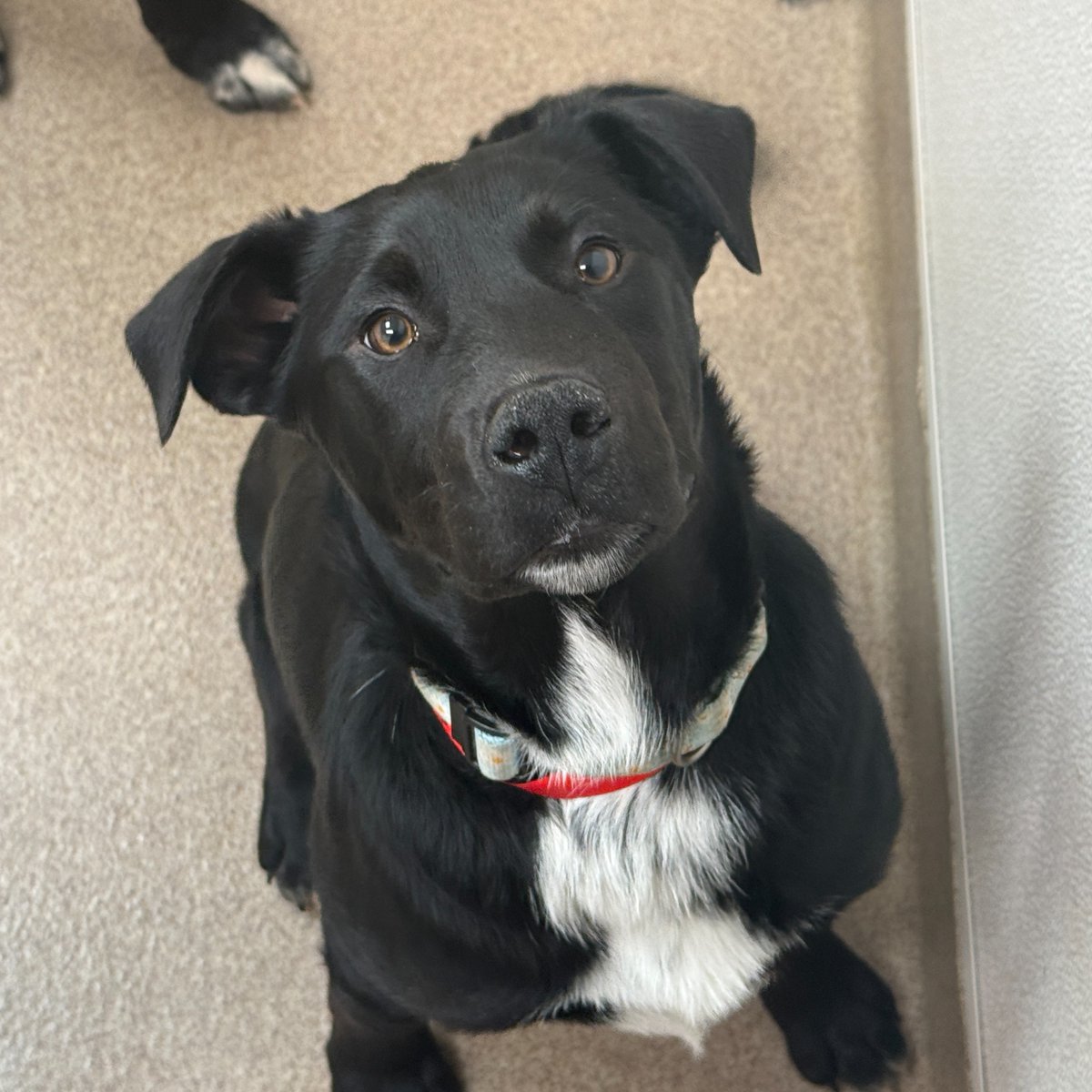 Edmonton Humane Society tweet media
